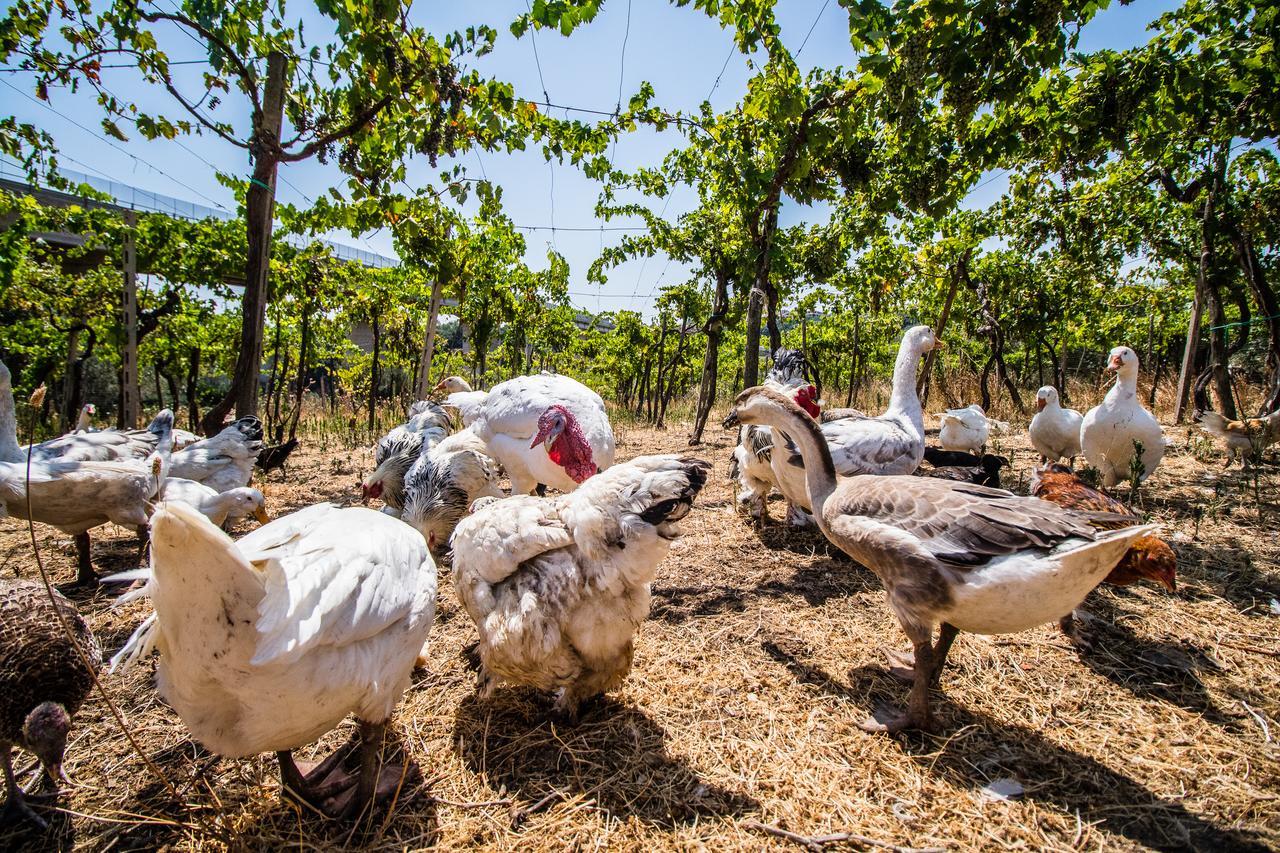 Il Gallo Con Gli Stivali Термоли Экстерьер фото