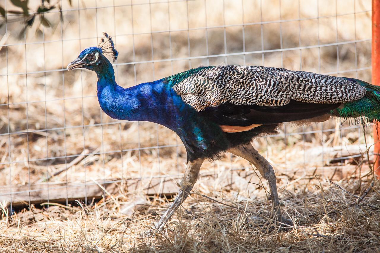 Il Gallo Con Gli Stivali Термоли Экстерьер фото