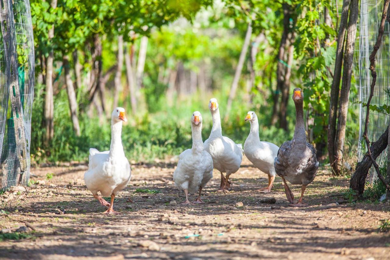 Il Gallo Con Gli Stivali Термоли Экстерьер фото