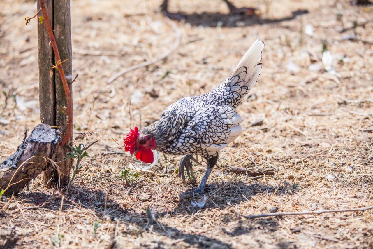 Il Gallo Con Gli Stivali Термоли Экстерьер фото