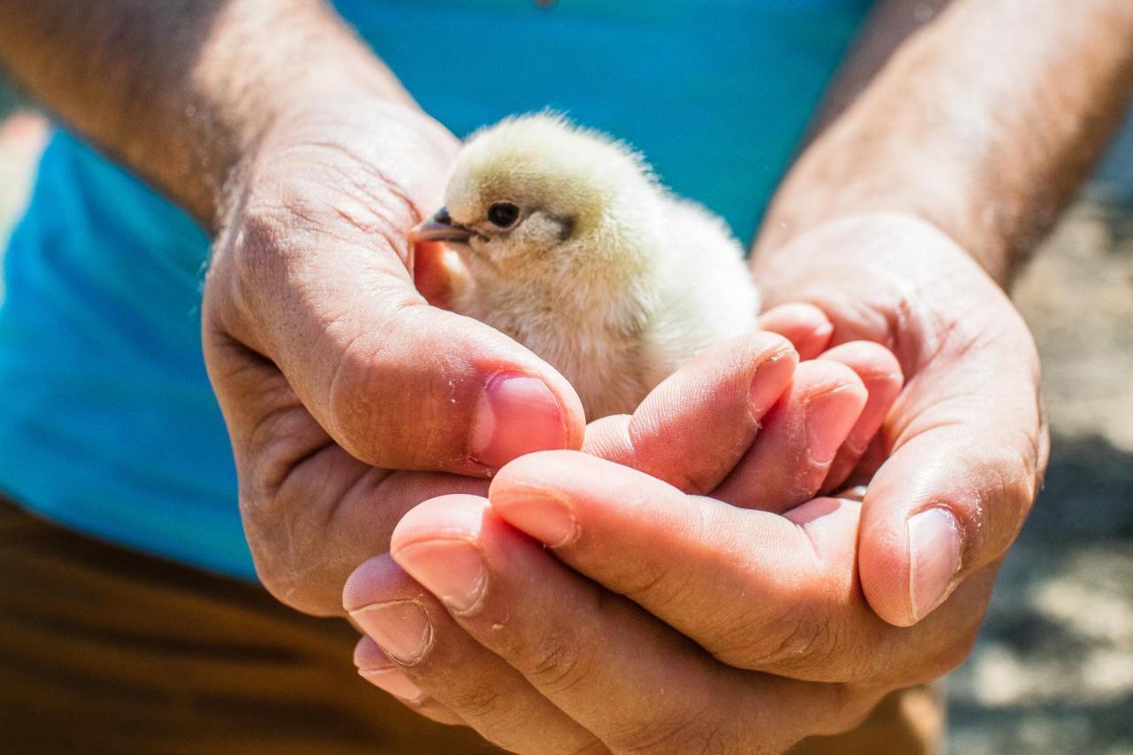Il Gallo Con Gli Stivali Термоли Экстерьер фото