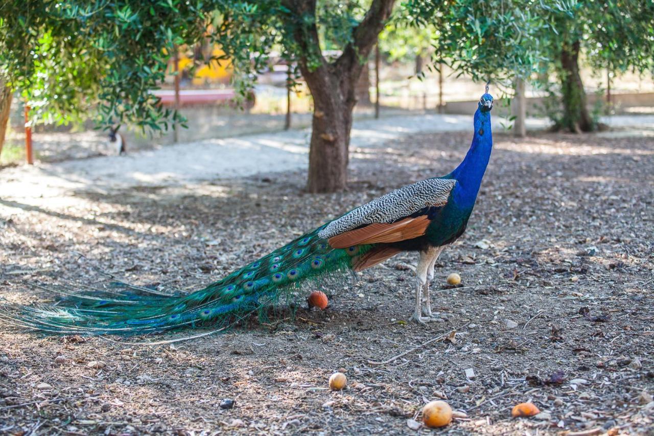 Il Gallo Con Gli Stivali Термоли Экстерьер фото